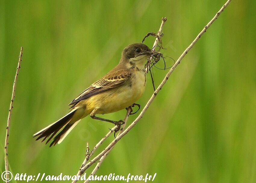 Western Yellow Wagtail (feldegg)