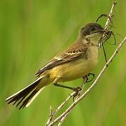 Western Yellow Wagtail (feldegg)