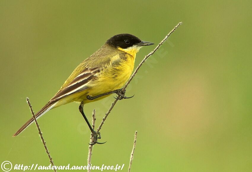 Western Yellow Wagtail (feldegg)