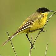 Western Yellow Wagtail (feldegg)