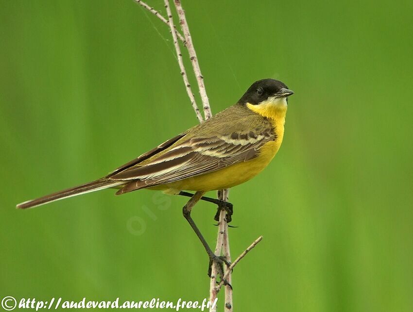 Western Yellow Wagtail (feldegg)