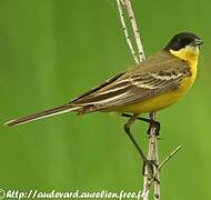 Western Yellow Wagtail (feldegg)