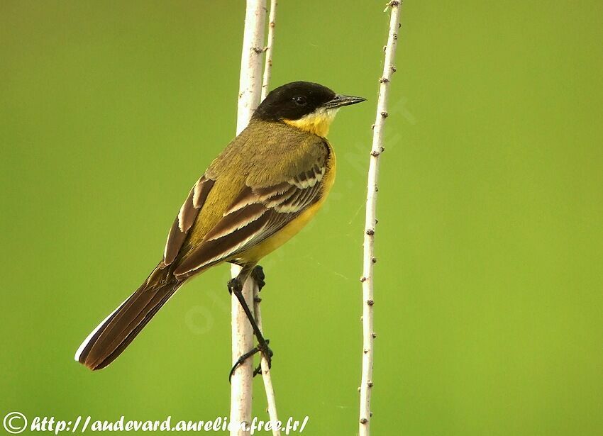 Western Yellow Wagtail (feldegg) male adult breeding