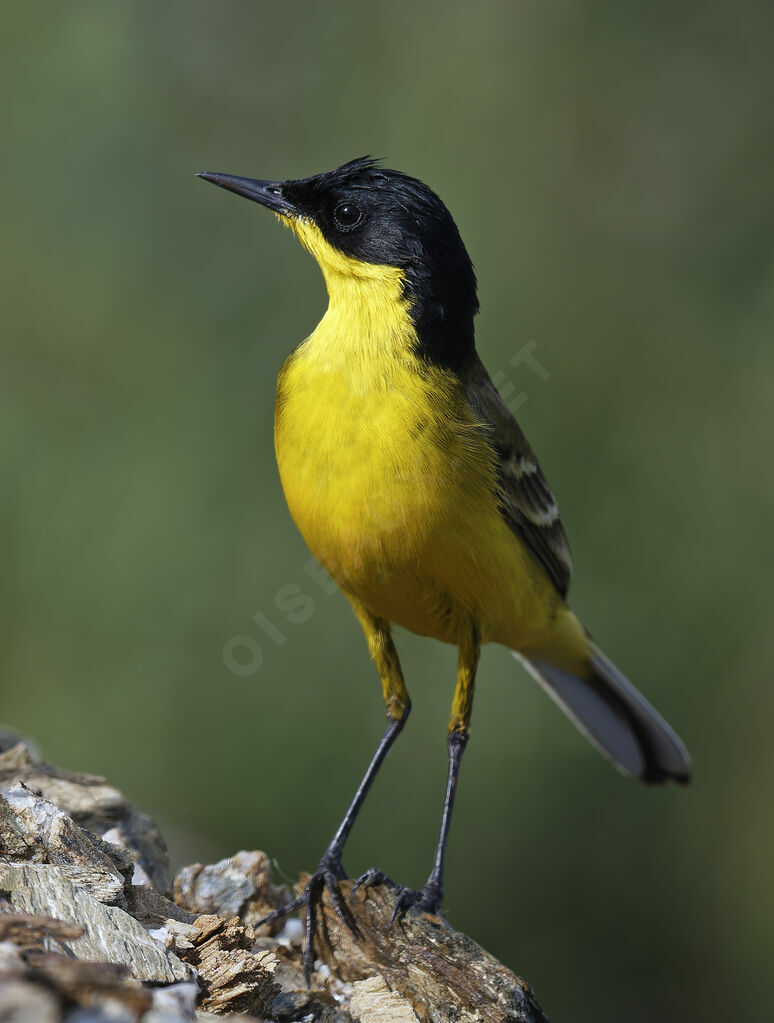 Bergeronnette des Balkans