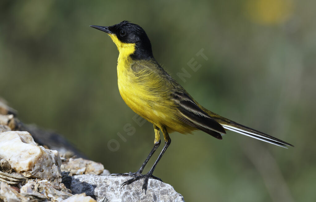 Bergeronnette des Balkans