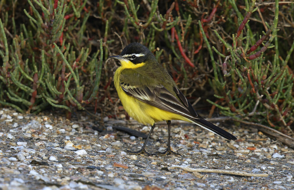 Bergeronnette des Balkans