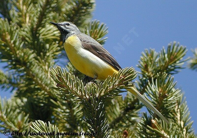 Grey Wagtail male adult breeding