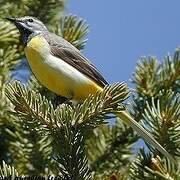 Grey Wagtail