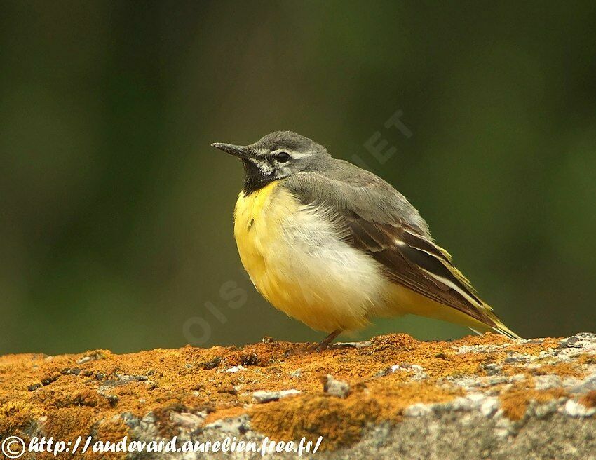 Grey Wagtail male adult breeding