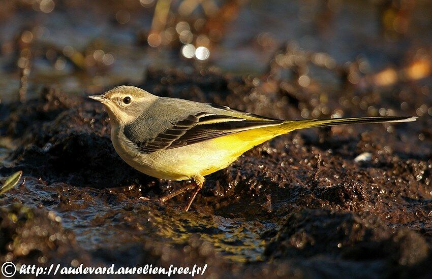 Grey Wagtail