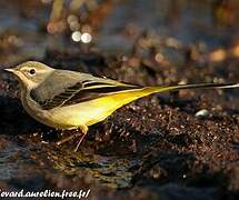 Grey Wagtail