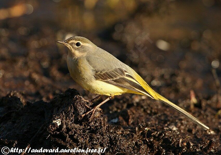 Grey Wagtail