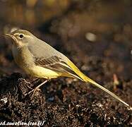 Grey Wagtail