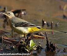 Grey Wagtail