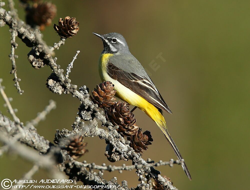 Grey Wagtail