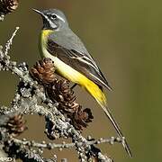 Grey Wagtail