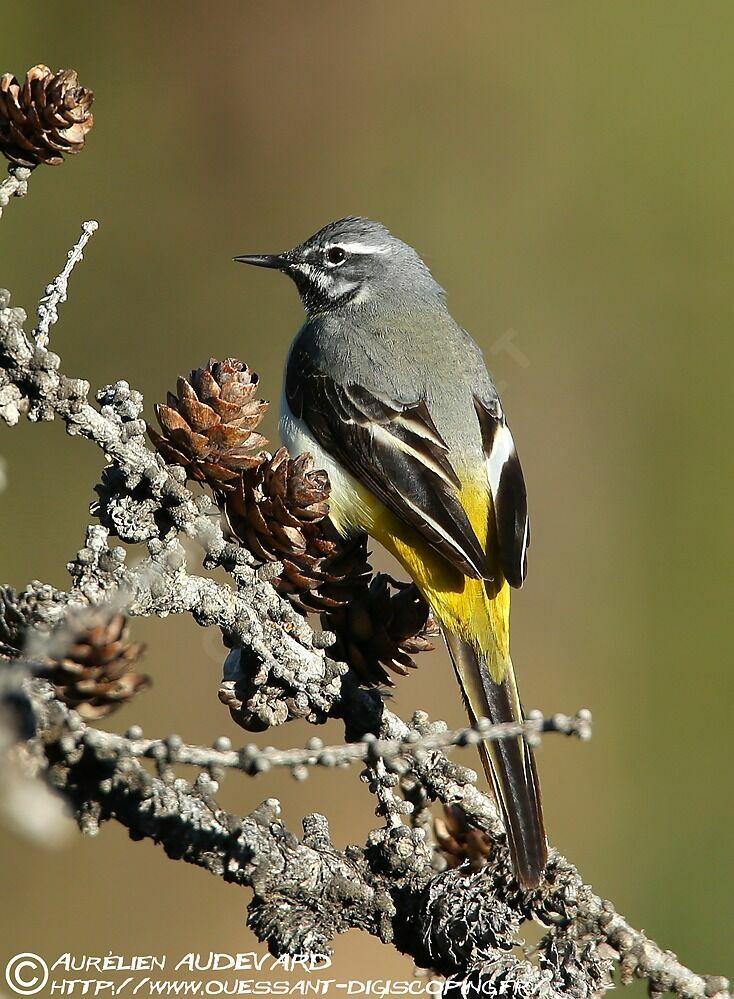 Grey Wagtail male adult breeding