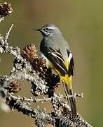 Grey Wagtail