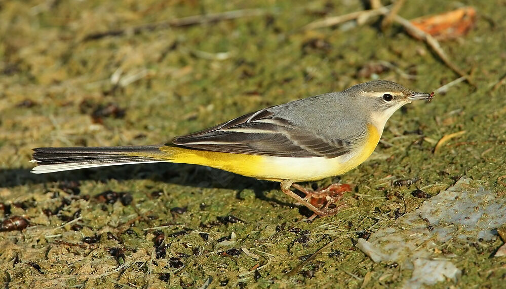 Bergeronnette des ruisseaux