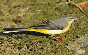 Grey Wagtail