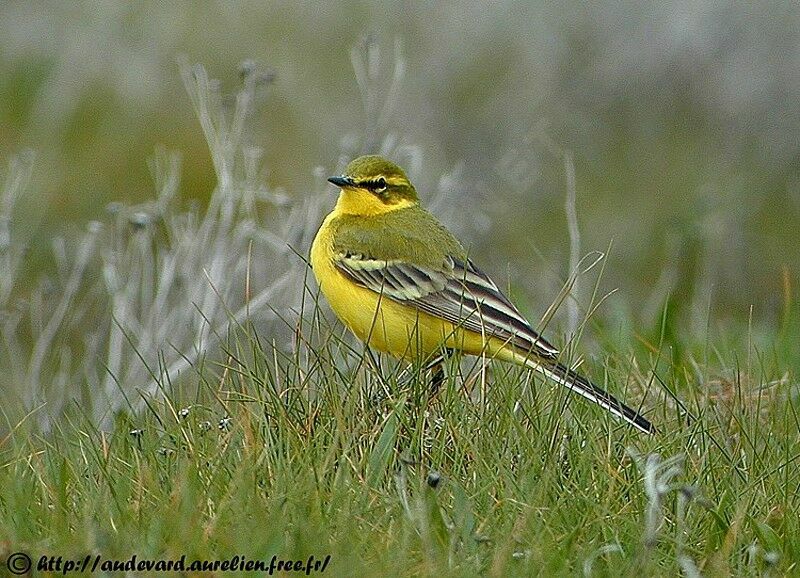 Western Yellow Wagtail (flavissima) male adult breeding