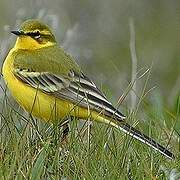 Western Yellow Wagtail (flavissima)