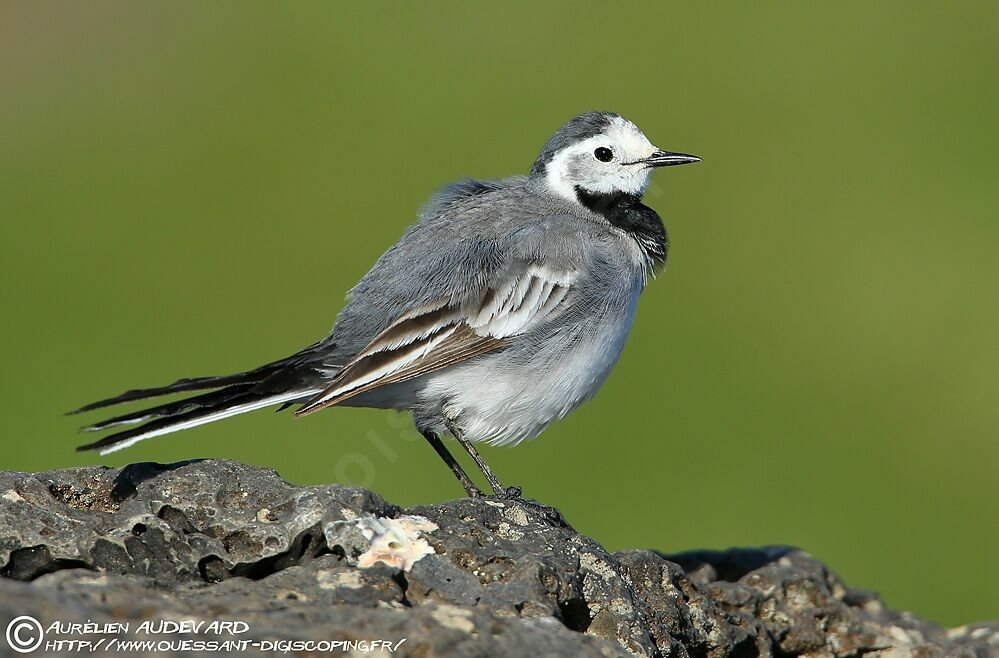 White Wagtail