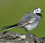 White Wagtail