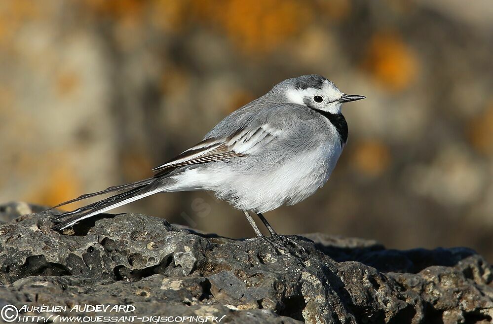 White Wagtail