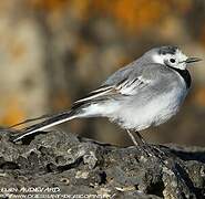 White Wagtail