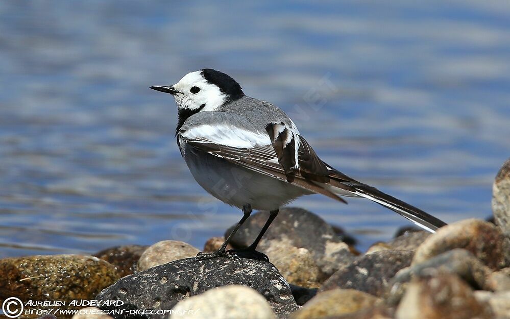 White Wagtail