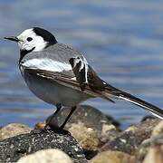 White Wagtail