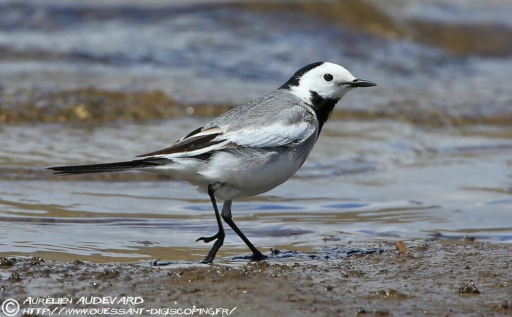 White Wagtail male adult breeding