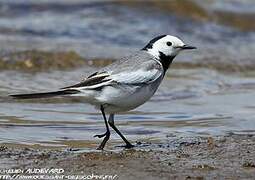 White Wagtail