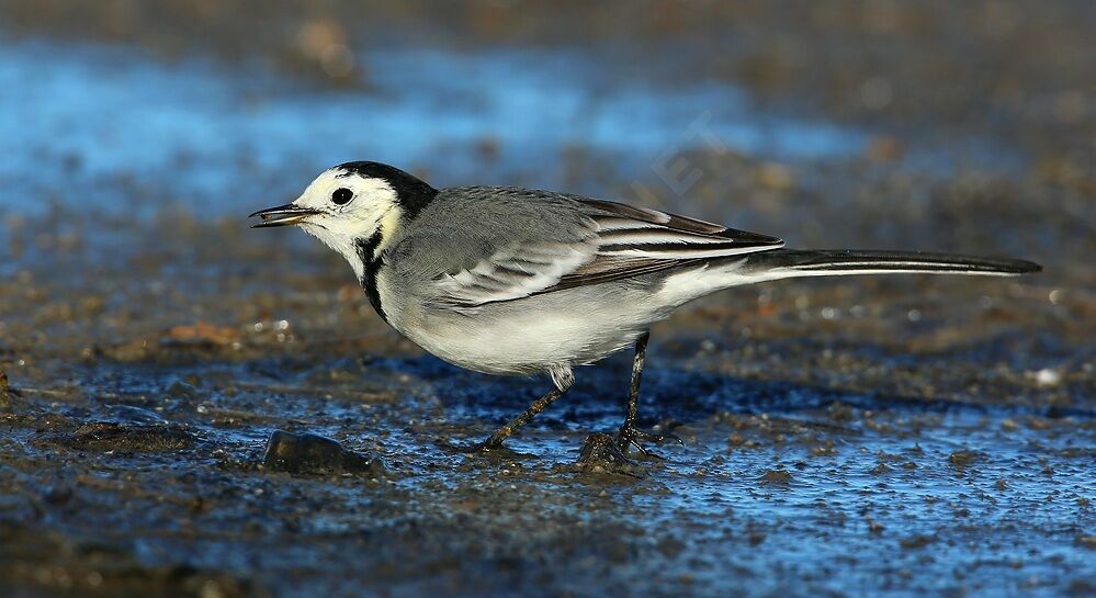 White Wagtail, feeding habits