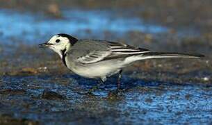 White Wagtail