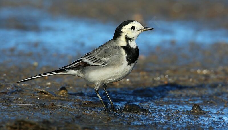 White Wagtail male adult post breeding