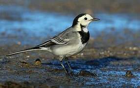 White Wagtail