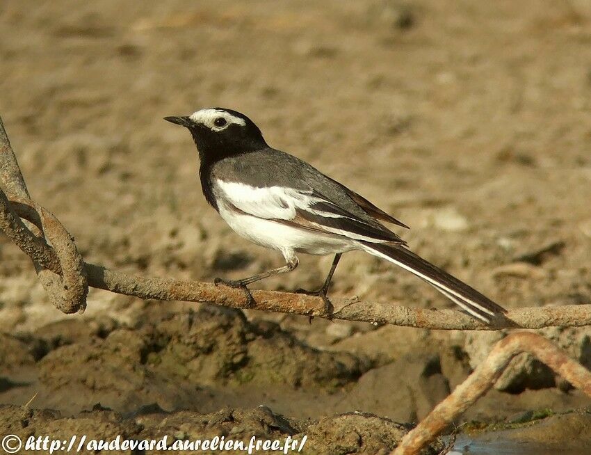 White Wagtail