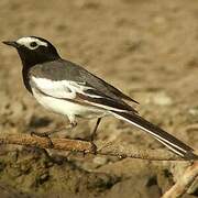 White Wagtail