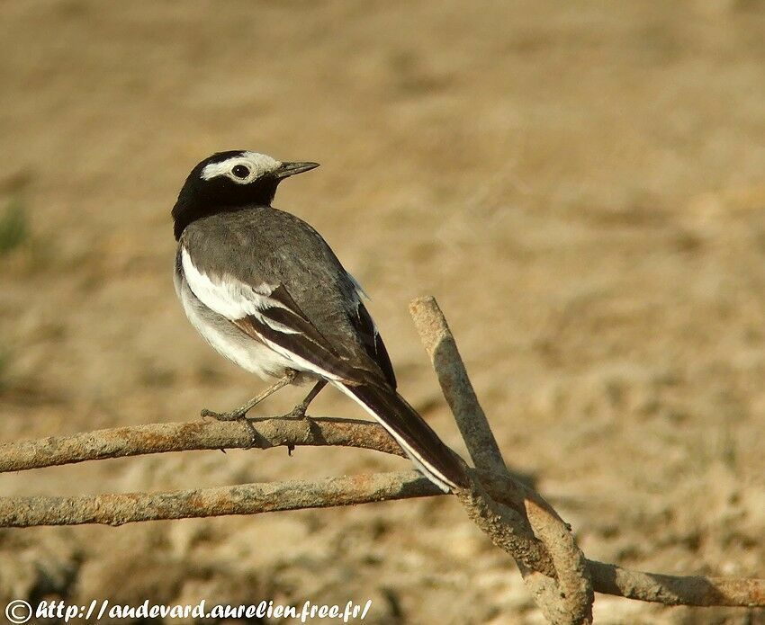 White Wagtail