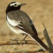 White Wagtail