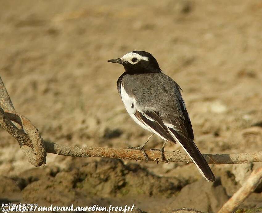 White Wagtail male adult breeding