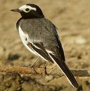 White Wagtail