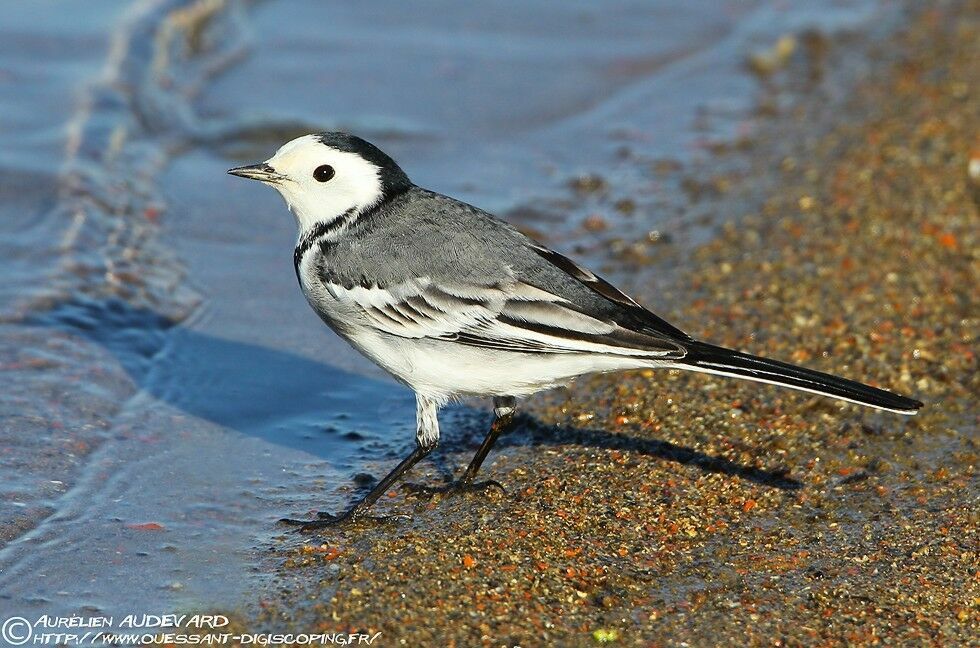 White Wagtail