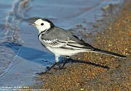 White Wagtail