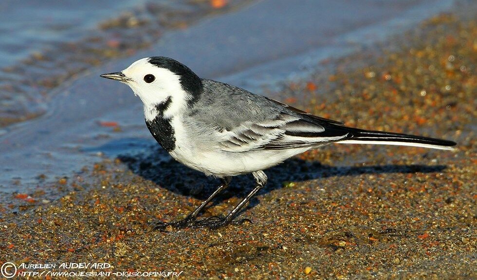 White Wagtail