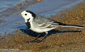 White Wagtail