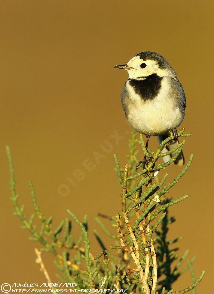 White Wagtail