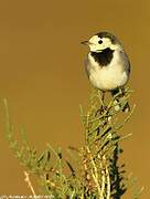 White Wagtail